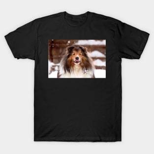 Shetland Sheepdog in the Snow T-Shirt